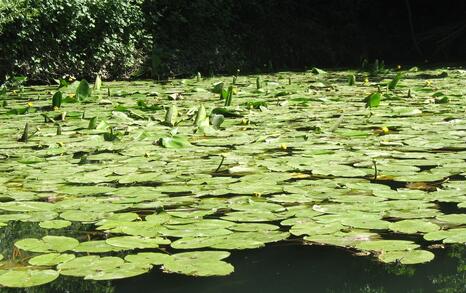 Nature park 'Strandzha', Bulgaria