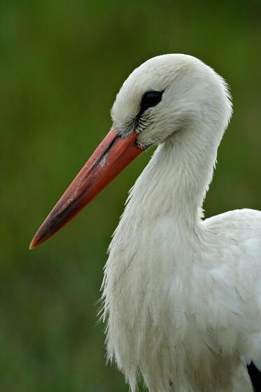 VIIth International Counting of White Stork Starts in June