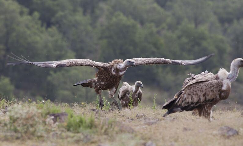 Griffon Vultures Hatched in the Eastern Rhodopes, First Egyptian Vultures Are Back