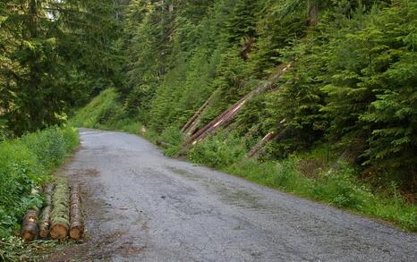 In National Park Pirin tree felling for the illegal construction of a new lift in the Bansko ski zone has started