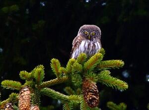 The Eurasian Pygmy Owl (Glaucidium passerinum) is endangered by ski resorts in Rila and the Rhodopes