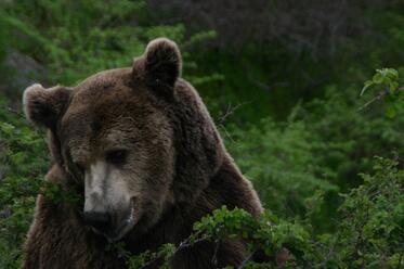 New home in Vlahi village for a bear, raised in SGR Kormisosh