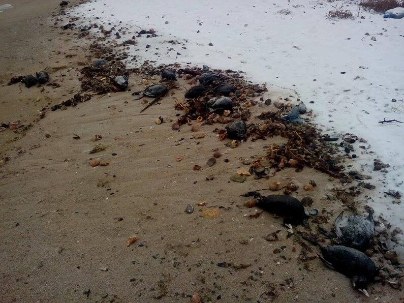 Great number of dead birds discovered in the area of Shabla and Durankulak