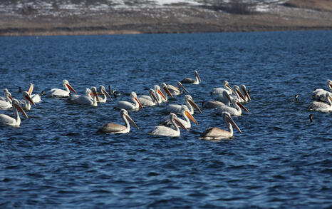 The pelicans in Ovcharitsa dam