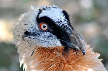 The first Lammergeier egg in Bulgaria for more than half a century laid in the Wildlife Rescue Centre of Green Balkans