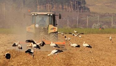 TWENTY PERCENT MORE STORKS ACCORDING TO PRELIMINARY DATA FROM VIIth INTERNATIONAL CENSUS 