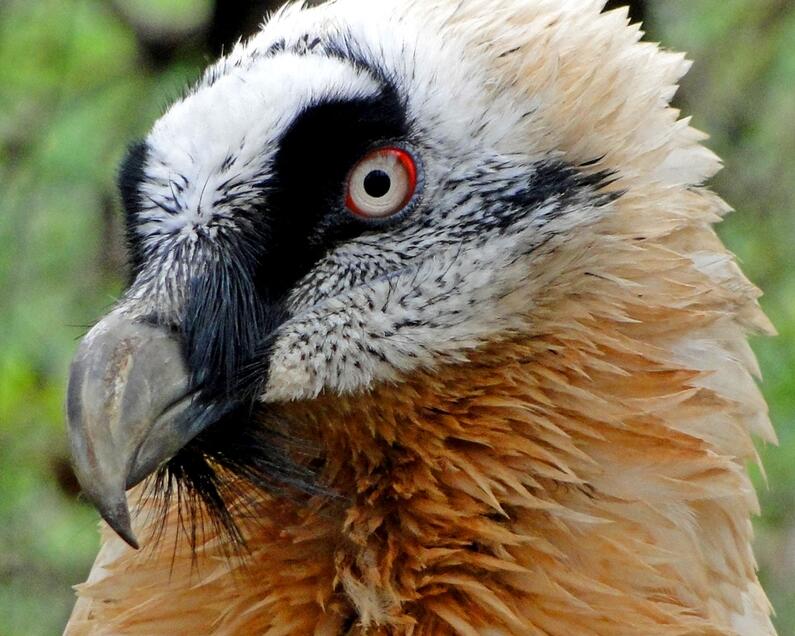 First family of bearded vultures in Bulgaria