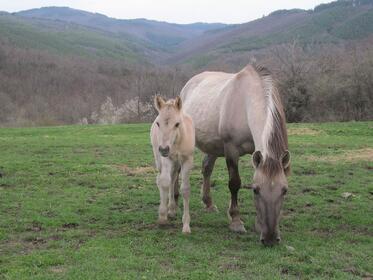 First Tarpan Foal for 2013