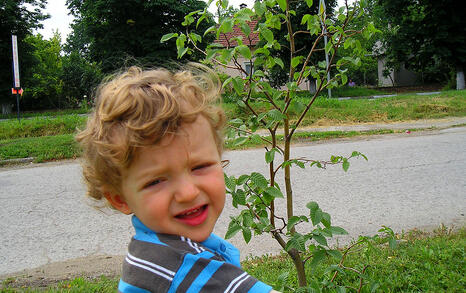 Tree Of the Year 2010