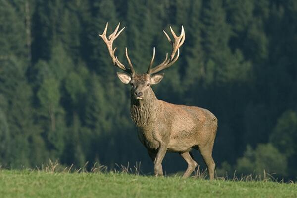 Reintroduction of Red Deer in the Eastern Rhodopes