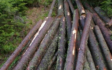 In National Park Pirin tree felling for the illegal construction of a new lift in the Bansko ski zone has started