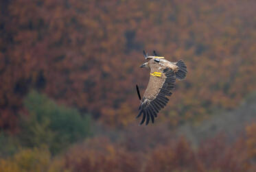 The female griffon vulture K77 received the name Varshets, a transmitter and… freedom!