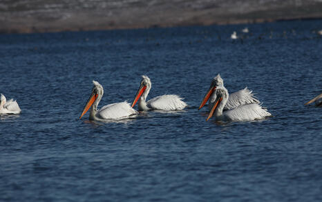 The pelicans in Ovcharitsa dam