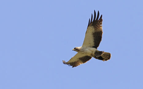 The incredible biodiversity of eastern Rhodopi mountain