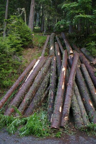 First sentence for illegal logging in relation to construction activities in Bankso ski zone within the territory of Pirion National park