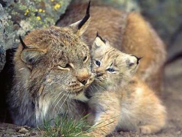 New proof of the return of the Lynx in Bulgaria