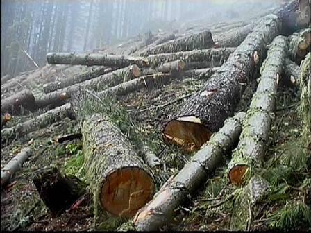 The European Commission may bring to an end the trade with illegal timber