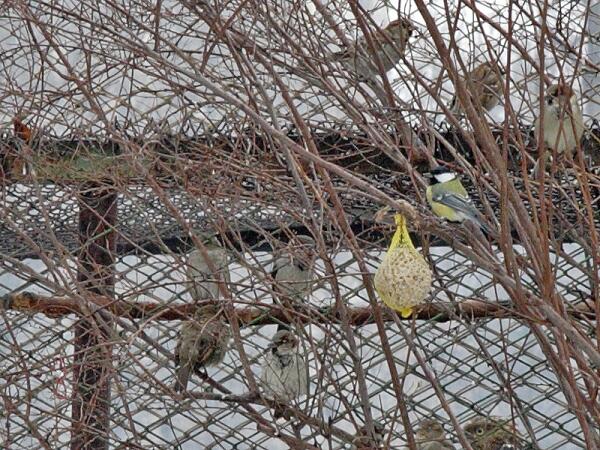 Feast for songbirds in the Rescue Center yard