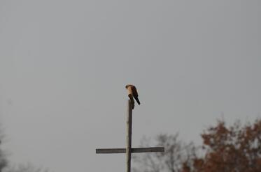 Lesser Kestrels migrate back to Bulgaria