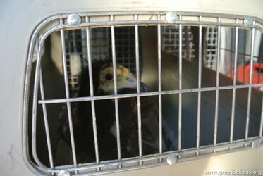 The Sofia Zoo sent a young male Egypt vulture at the Wildlife Rehabilitation and Breeding Center in Stara Zagora.