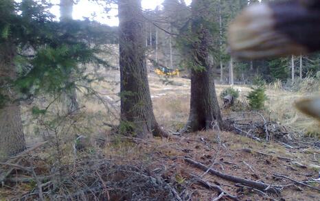 The construction of unlawful ski runs by the Seven Rila Lakes continues