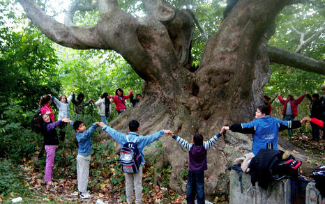 Tree Of the Year 2010