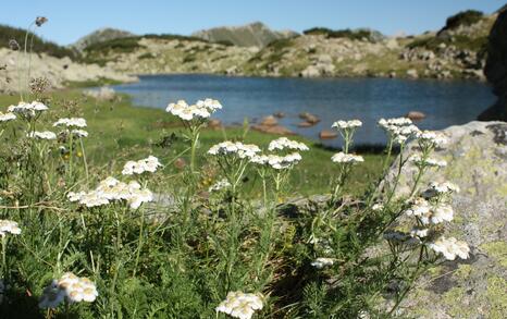 Views from Pirin National Park