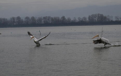 Bird watching trip to Kerkini, Greece, 19-20 December 2009