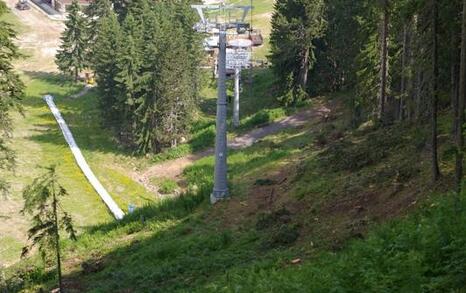 In National Park Pirin tree felling for the illegal construction of a new lift in the Bansko ski zone has started