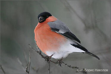 Ornithology and Conservation Course, Bulgarian Ornithological Centre, Lecture 22