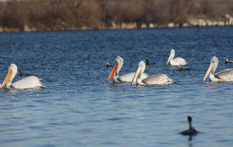 The pelicans in Ovcharitsa dam