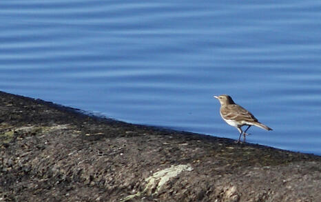 Observation of Birds at Pchelina Dam,  21 Nov. 2009