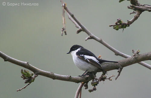 School for ornithology and nature conservation: bird species of order song birds (5th part) 