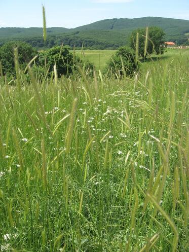 Strandja is in danger following a half-baked decision, party activists will manage national parks. Protests in 10 cities on Tuesday night.