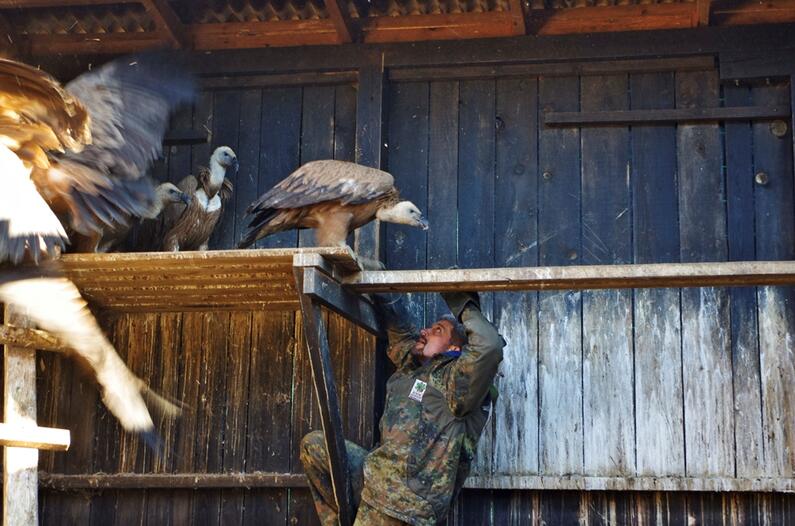 Parvolet, our first baby griffon vulture left its birthplace