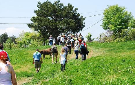 Zelenika festival 2010