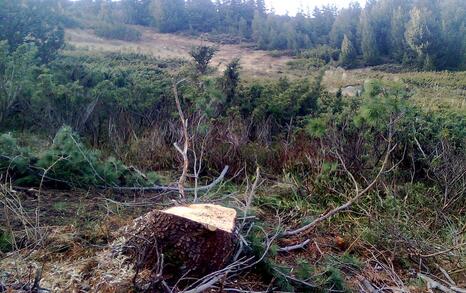 The construction of unlawful ski runs by the Seven Rila Lakes continues