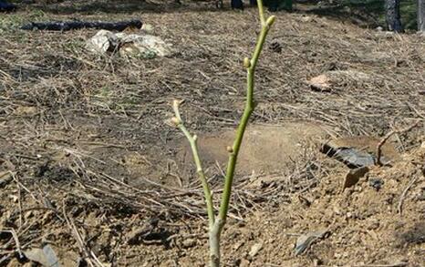 Plant Life - Dylboki village, Stara Zagora