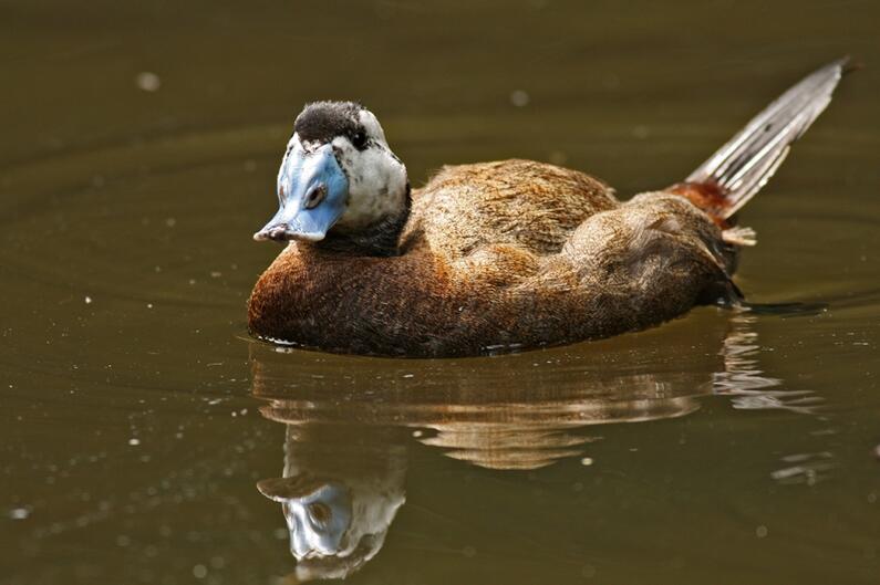 A second project by the Bulgarian Society for the Protection of Birds receives recognition by the European Commission