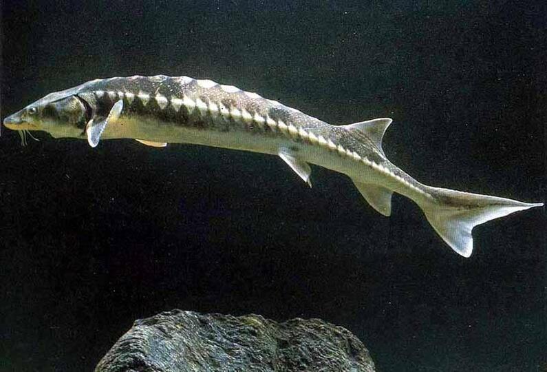 Bulgaria extends the sturgeon fishing ban for another five years