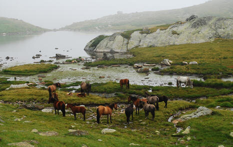 National hike 'I love rila, I walk' - 12-16 August 2009