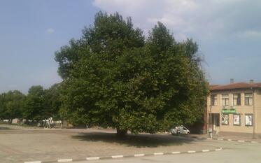 Trees from 14 countries took part in the race European Tree of the Year 2015