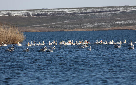 The pelicans in Ovcharitsa dam