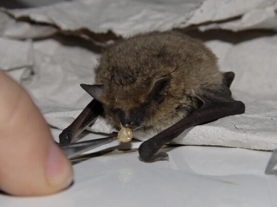 Mediterrainian bat entered the Wild Animals Rescue Center 