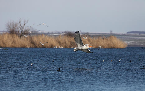 The pelicans in Ovcharitsa dam