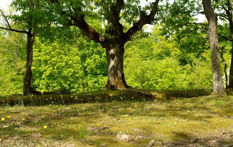 Nature park 'Strandzha', Bulgaria