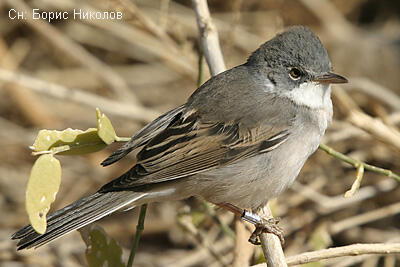 School for ornithology and nature conservation: lecture 18 