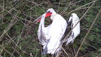 Dalmatian Pelican Died in the Electric Network Cables