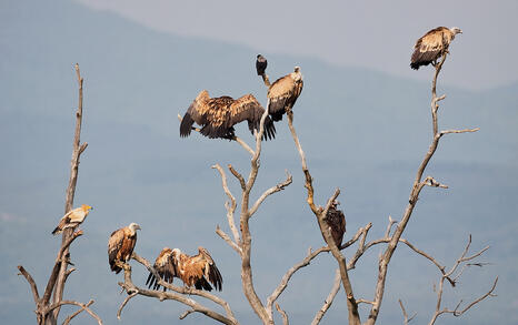 The incredible biodiversity of eastern Rhodopi mountain