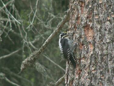 Three-toed woodpecker is endangered in Bulgaria and Europe 